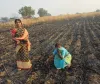 అగ్నికి ఆహుతైన మొక్కజొన్న చేను