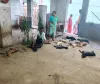 వీధి కుక్కల దాడిలో 12 గొర్రె పిల్లలు మృతి