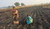 అగ్నికి ఆహుతైన మొక్కజొన్న చేను