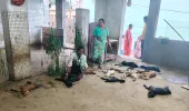 వీధి కుక్కల దాడిలో 12 గొర్రె పిల్లలు మృతి