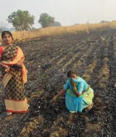 అగ్నికి ఆహుతైన మొక్కజొన్న చేను