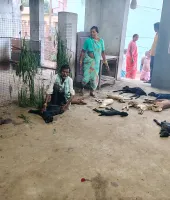 వీధి కుక్కల దాడిలో 12 గొర్రె పిల్లలు మృతి