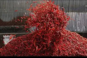 ఆరబెట్టిన మిర్చి చోరీ 