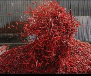 ఆరబెట్టిన మిర్చి చోరీ 