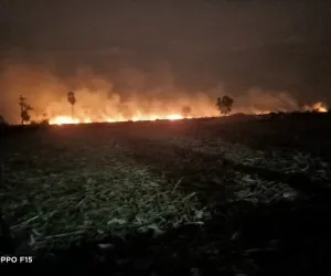 షార్ట్‌సర్క్యూట్‌తో మొక్కజొన్న చేనులలో మంటలు