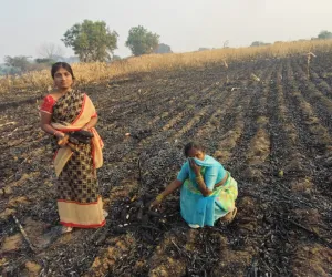 అగ్నికి ఆహుతైన మొక్కజొన్న చేను