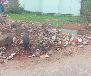 పరకాలకు పారిశుధ్య ముప్పు