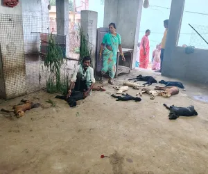 వీధి కుక్కల దాడిలో 12 గొర్రె పిల్లలు మృతి